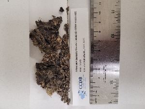  (Peltigera cf. leucophlebia - CCDB-51025-H05)  @11 [ ] CreativeCommons - Attribution Non-Commercial Share-Alike (2024) Canadian Museum of Nature Canadian Museum of Nature