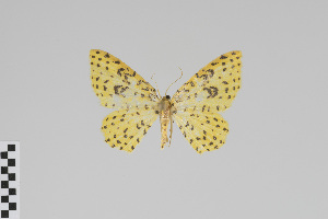  ( - Pe-Geo-0079)  @12 [ ] Copyright (2016) Gunnar Brehm Phyletisches Museum Jena