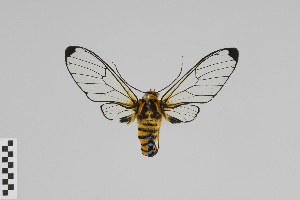  (Gymnelia carabayanum - Arcec 18851)  @11 [ ] Copyright (2016) Gunnar Brehm Phyletisches Museum Jena