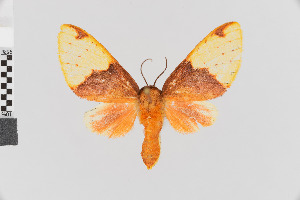  (Pseudepimolis affinis - Pe-Arc-1732)  @11 [ ] copyright (2020) Gunnar Brehm Phyletisches Museum Jena