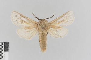  (Eogystia sibirica - KE-Lep-253)  @11 [ ] Copyright (2020) Gunnar Brehm Phyletisches Museum Jena