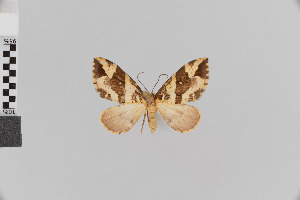  (Plemyriopsis nr. facetata - Pe-Geo-3303)  @11 [ ] copyright (2020) Gunnar Brehm Phyletisches Museum Jena
