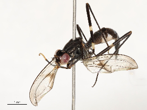  ( - CBG-A65433-A11)  @11 [ ] CreativeCommons - Attribution Share - Alike (2025) CBG Photography Group Centre for Biodiversity Genomics