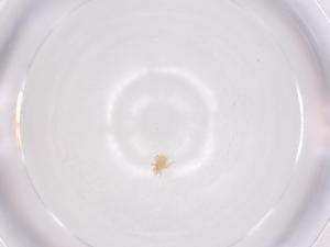  (Blattisocius dentriticus - CBG-A66463-C11)  @11 [ ] CreativeCommons - Attribution Share - Alike (2025) Centre for Biodiversity Genomics Centre for Biodiversity Genomics