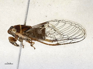  ( - CBG-A66977-F05)  @11 [ ] CreativeCommons - Attribution Share - Alike (2025) CBG Photography Group Centre for Biodiversity Genomics