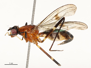  ( - CBG-A62868-F07)  @11 [ ] CreativeCommons - Attribution Share - Alike (2025) CBG Photography Group Centre for Biodiversity Genomics