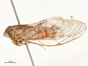  ( - CBG-A62868-F12)  @11 [ ] CreativeCommons - Attribution Share - Alike (2025) CBG Photography Group Centre for Biodiversity Genomics