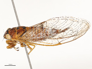  ( - CBG-A62868-G03)  @11 [ ] CreativeCommons - Attribution Share - Alike (2025) CBG Photography Group Centre for Biodiversity Genomics