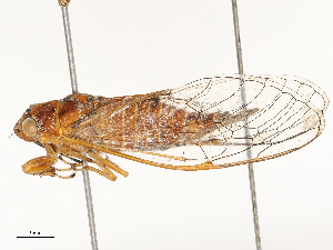  ( - CBG-A62868-G04)  @11 [ ] CreativeCommons - Attribution Share - Alike (2025) CBG Photography Group Centre for Biodiversity Genomics