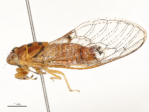  ( - CBG-A62868-G07)  @11 [ ] CreativeCommons - Attribution Share - Alike (2025) CBG Photography Group Centre for Biodiversity Genomics