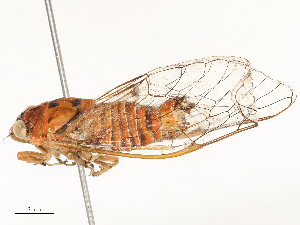 ( - CBG-A62868-G08)  @11 [ ] CreativeCommons - Attribution Share - Alike (2025) CBG Photography Group Centre for Biodiversity Genomics