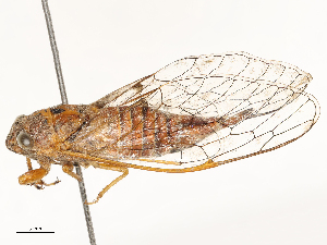  ( - CBG-A62868-G09)  @11 [ ] CreativeCommons - Attribution Share - Alike (2025) CBG Photography Group Centre for Biodiversity Genomics