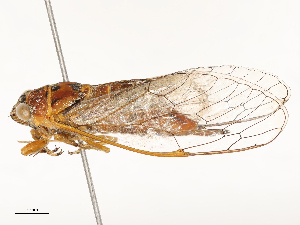  ( - CBG-A62868-G10)  @11 [ ] CreativeCommons - Attribution Share - Alike (2025) CBG Photography Group Centre for Biodiversity Genomics