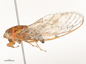  ( - CBG-A62868-G11)  @11 [ ] CreativeCommons - Attribution Share - Alike (2025) CBG Photography Group Centre for Biodiversity Genomics