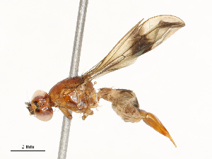  ( - CBG-A67010-F11)  @11 [ ] CreativeCommons - Attribution Share - Alike (2025) CBG Photography Group Centre for Biodiversity Genomics