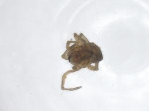  ( - CBG-A67225-E12)  @11 [ ] CreativeCommons - Attribution Share - Alike (2025) Centre for Biodiversity Genomics Centre for Biodiversity Genomics