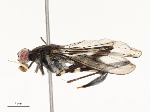  ( - CBG-A67888-G04)  @11 [ ] CreativeCommons - Attribution Share - Alike (2025) CBG Photography Group Centre for Biodiversity Genomics