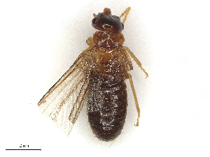  ( - CBG-A69598-H10)  @11 [ ] CreativeCommons - Attribution Share - Alike (2025) CBG Photography Group Centre for Biodiversity Genomics