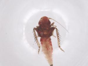  ( - CBG-B00220-G09)  @11 [ ] CreativeCommons - Attribution Share - Alike (2025) Centre for Biodiversity Genomics Centre for Biodiversity Genomics