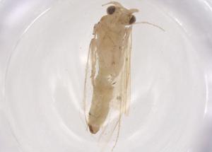  (Oecetis connata - CBG-B00353-D06)  @11 [ ] CreativeCommons - Attribution Share - Alike (2025) Centre for Biodiversity Genomics Centre for Biodiversity Genomics