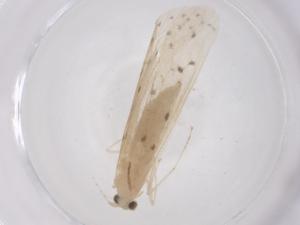  (Grumichella flaveola - CBG-B00354-A06)  @11 [ ] CreativeCommons - Attribution Share - Alike (2025) Centre for Biodiversity Genomics Centre for Biodiversity Genomics