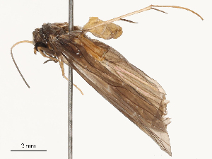  (Chimarra mycterophora - CBG-B07475-D06)  @11 [ ] CreativeCommons - Attribution Share - Alike (2025) CBG Photography Group Centre for Biodiversity Genomics