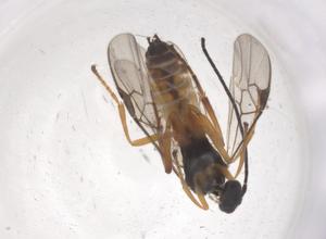  (Glyptapanteles mayberenbaumae - CBG-B15293-A12)  @11 [ ] CreativeCommons - Attribution Share - Alike (2025) Centre for Biodiversity Genomics Centre for Biodiversity Genomics