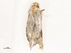  ( - CBG-B19965-E02)  @11 [ ] CreativeCommons - Attribution Share - Alike (2025) CBG Photography Group Centre for Biodiversity Genomics