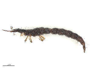  (Isostenosmylus - CBG-B21239-H08)  @11 [ ] CreativeCommons - Attribution Share - Alike (2025) CBG Photography Group Centre for Biodiversity Genomics