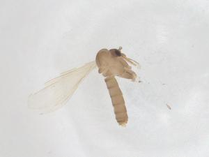  ( - CBG-B21297-A06)  @11 [ ] CreativeCommons - Attribution Share - Alike (2025) Centre for Biodiversity Genomics Centre for Biodiversity Genomics