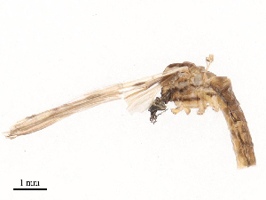  (Rhipidia domestica - CBG-B21628-G02)  @11 [ ] CreativeCommons - Attribution Share - Alike (2025) CBG Photography Group Centre for Biodiversity Genomics