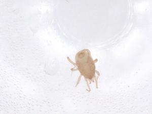  ( - CBG-B22508-D12)  @11 [ ] CreativeCommons - Attribution Share - Alike (2025) Centre for Biodiversity Genomics Centre for Biodiversity Genomics