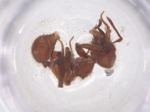  ( - CBG-B05600-G01)  @11 [ ] CreativeCommons - Attribution Share - Alike (2025) Centre for Biodiversity Genomics Centre for Biodiversity Genomics