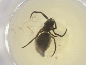  (Micrathena gaujoni - CBG-B05647-D10)  @11 [ ] CreativeCommons - Attribution Share - Alike (2025) Centre for Biodiversity Genomics Centre for Biodiversity Genomics