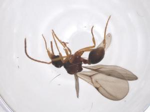  ( - CBG-B15329-H11)  @11 [ ] CreativeCommons - Attribution Share - Alike (2025) Centre for Biodiversity Genomics Centre for Biodiversity Genomics