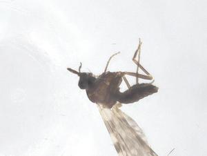  (Culicoides pseudodiabolicus - CBG-B21828-A10)  @11 [ ] CreativeCommons - Attribution Share - Alike (2025) Centre for Biodiversity Genomics Centre for Biodiversity Genomics