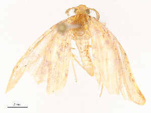  ( - CBG-B21844-F04)  @11 [ ] CreativeCommons - Attribution Share - Alike (2025) CBG Photography Group Centre for Biodiversity Genomics