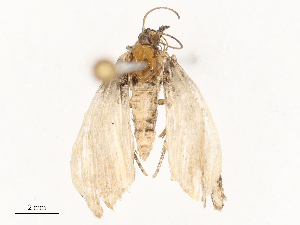  ( - CBG-B21844-F10)  @11 [ ] CreativeCommons - Attribution Share - Alike (2025) CBG Photography Group Centre for Biodiversity Genomics