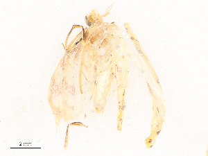  ( - CBG-B21844-F12)  @11 [ ] CreativeCommons - Attribution Share - Alike (2025) CBG Photography Group Centre for Biodiversity Genomics