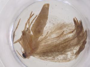  ( - CBG-B22386-A07)  @11 [ ] CreativeCommons - Attribution Share - Alike (2025) Centre for Biodiversity Genomics Centre for Biodiversity Genomics