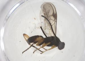  (Glyptapanteles juanvargasi - CBG-B12020-G02)  @11 [ ] CreativeCommons - Attribution Share - Alike (2025) Centre for Biodiversity Genomics Centre for Biodiversity Genomics