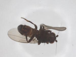  (Sclerocoelus elephas - CBG-B15483-C09)  @11 [ ] CreativeCommons - Attribution Share - Alike (2025) Centre for Biodiversity Genomics Centre for Biodiversity Genomics