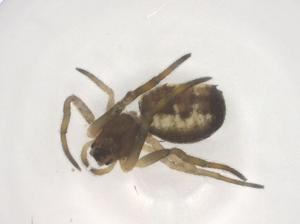  ( - CBG-B15547-C02)  @11 [ ] CreativeCommons - Attribution Share - Alike (2025) Centre for Biodiversity Genomics Centre for Biodiversity Genomics