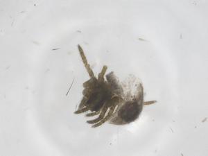  (Wagneriana lechuza - CBG-B15603-E04)  @11 [ ] CreativeCommons - Attribution Share - Alike (2025) Centre for Biodiversity Genomics Centre for Biodiversity Genomics