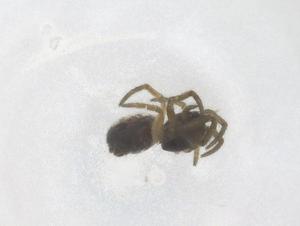  (Micrathena triangularis - CBG-B15642-A01)  @11 [ ] CreativeCommons - Attribution Share - Alike (2025) Centre for Biodiversity Genomics Centre for Biodiversity Genomics