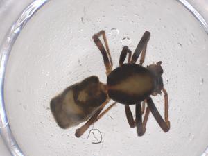  ( - CBG-B15645-F07)  @11 [ ] CreativeCommons - Attribution Share - Alike (2025) Centre for Biodiversity Genomics Centre for Biodiversity Genomics