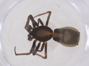  ( - CBG-B15794-B02)  @11 [ ] CreativeCommons - Attribution Share - Alike (2025) Centre for Biodiversity Genomics Centre for Biodiversity Genomics