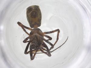  ( - CBG-B15798-H02)  @11 [ ] CreativeCommons - Attribution Share - Alike (2025) Centre for Biodiversity Genomics Centre for Biodiversity Genomics