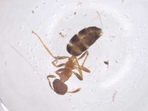  ( - CBG-B15803-D04)  @11 [ ] CreativeCommons - Attribution Share - Alike (2025) Centre for Biodiversity Genomics Centre for Biodiversity Genomics