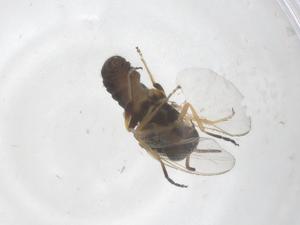  ( - CBG-B15821-A03)  @11 [ ] CreativeCommons - Attribution Share - Alike (2025) Centre for Biodiversity Genomics Centre for Biodiversity Genomics